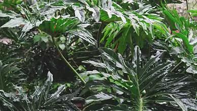 初春雨水打在植物上视频的预览图